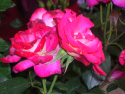 dscn2231.jpg